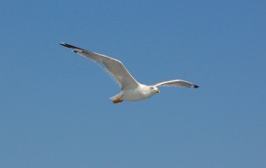 Bird-flying757